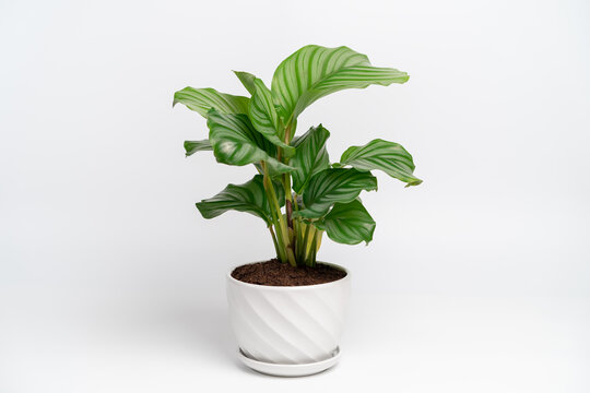 Calathea Orbifolia in white ceramic pot with isolated white background. Calathea orbifolia is a species of prayer plant native to Bolivia.