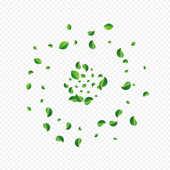 Olive Greens Fly Vector Transparent Background.