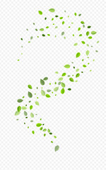 Forest Leaves Fresh Vector Transparent