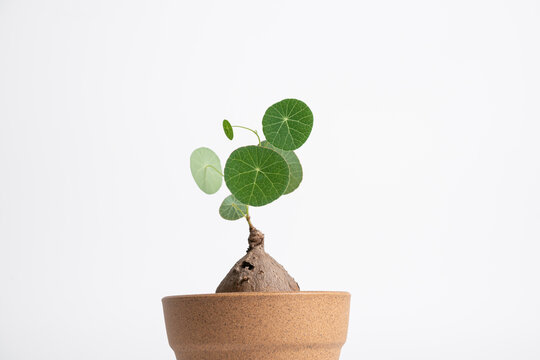 Fotka „Stephania Erecta in ceramic pot with isolated white background.  Caudex, Potato, Climbing vines.“ ze služby Stock | Adobe Stock