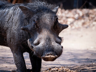 Warthog facing camera, one horn missing