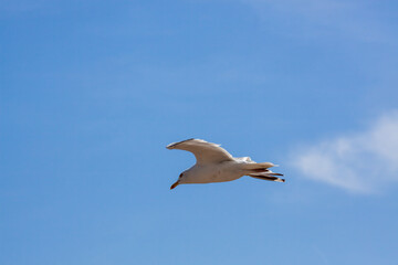 Common Seagull (Larus larus) in flight over Eastbourne