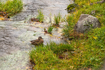 Kleiner Wasserfall von Tendon