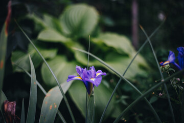 Popping pod flower, purple flower in the garden