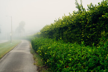 A Florida community in morning fog