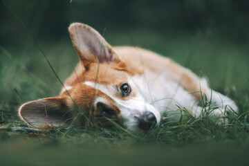 portrait of a dog