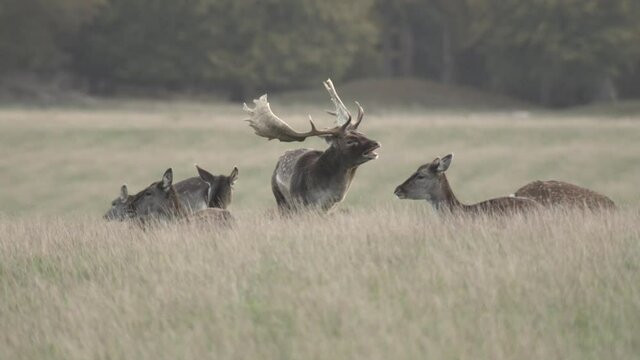 fallow deer mating season