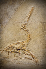 Fossil of a prehistoric creature.