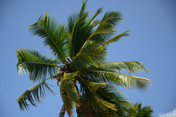 Palm tree view on blue sky background. Palm perspective