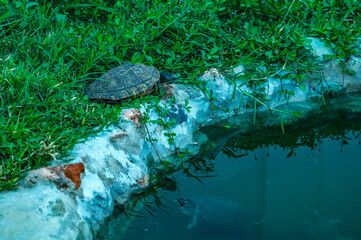 Turtle close to artificial pond with rock