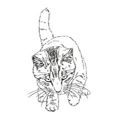 Sketch of playful cat with tail up and long whiskers, Hand drawn vector illustration