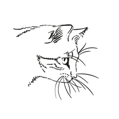 Sketch of cat's muzzle with long whiskers, Hand drawn vector illustration