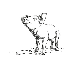 Sketch of pig, Hand drawn vector illustration with hatched shades