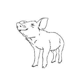 Sketch of pig, Hand drawn vector illustration