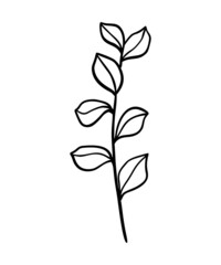 Fototapeta na wymiar Eucalyptus leaf vector illustration. Floral hand drawn branch, linear element. Boho elegant leaves isolated on white background. Eucalyptus foliage silhouette, line art. Doodle grass icon.