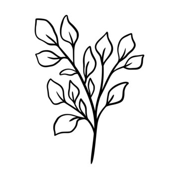 Eucalyptus leaf vector illustration. Floral hand drawn branch, linear element. Boho elegant leaves isolated on white background. Eucalyptus foliage silhouette, line art. Doodle grass icon.