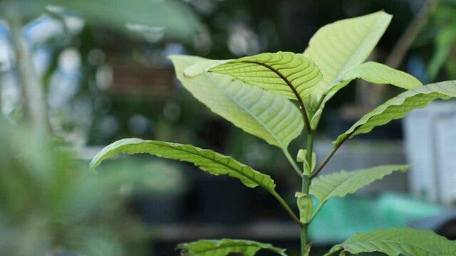 Plant Mitragyna speciosa Korth at home