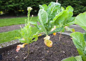 Failed cauliflowers (blind bud) or vegetable failure, UK