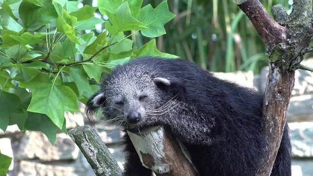 Bear cat biturong resting on a tree