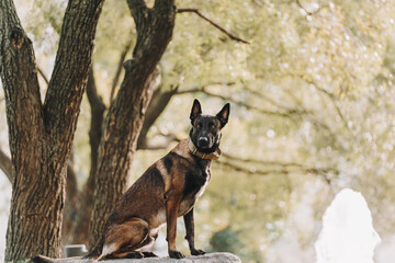 malinois dog