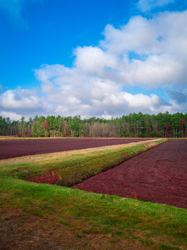 Zigzag-shaped grassy footpath through the cranberry bog. Peaceful farmland landscape in Massachusetts.
