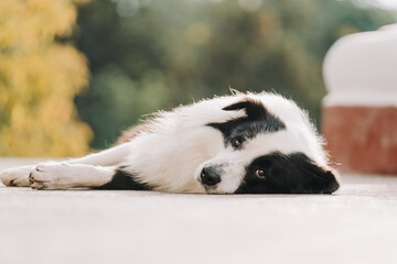 border collie dog