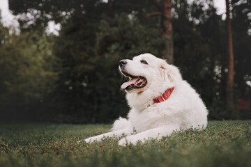 portrait of a dog