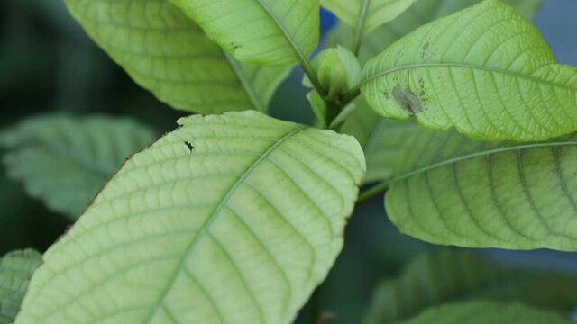 Plant Mitragyna speciosa Korth at home