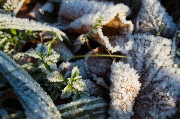 Frost on grass and fallen leaves in cold season, Ice crystals of hoarfrost nature background