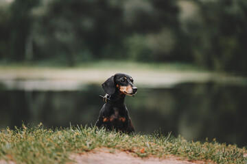 portrait of a dog
