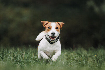 jack russell terrier dog