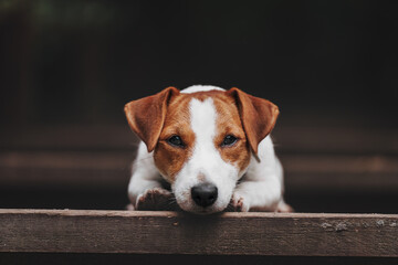 jack russell terrier dog