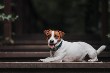 jack russell terrier dog