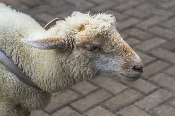 Close up of a sheep