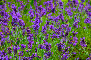 Obraz premium A bright field of blooming fragrant lavender, the background of nature.