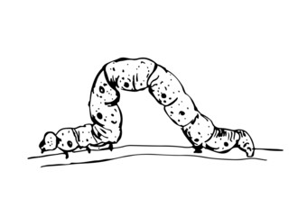 Vector graphics of a caterpillar.Black and white illustration caterpillar creeps. Minimalistic stylized drawing.