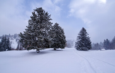 Kalte und verschneite Winterlandschaft auf einer Alm in den bayerischen Alpen an einem stürmischen Schneetag  - Powered by Adobe