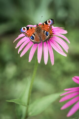Butterfly on a pink flower