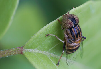 Eristalinus sepulchralis is a European species of hoverfly