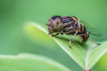 Eristalinus sepulchralis is a European species of hoverfly