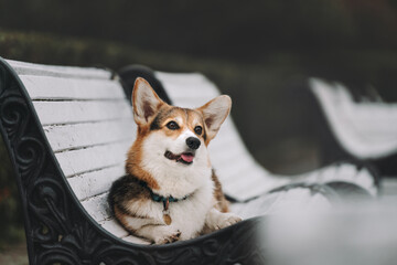 corgie dog