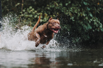 dog running in water
