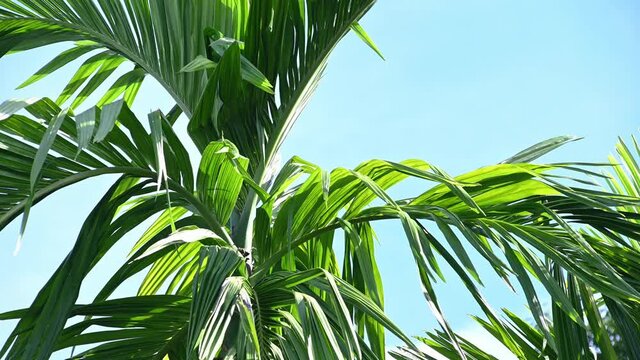 Background of tropical palm leaves swaying in the breeze with patterns forming from their shape and the way sunlight and shadow is falling on the leaves.