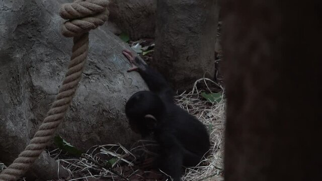 Chimpanzee cub crawling on a rope
