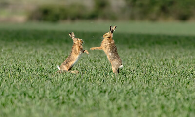 Boxing Male Brown Hare