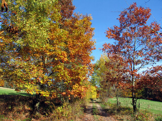 Buntes Laub verzaubert den herbstlichen Wald. Trusetal, Thueringen, Deutschland, Europa  --
Colorful foliage enchants the autumn forest. Trusetal, Thuringia, Germany, Europe