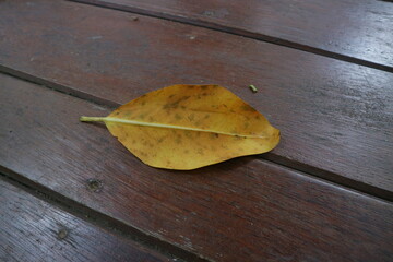 yellow mangrove leaves on a wooden board