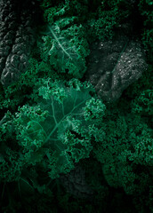 Food background, Fresh Kale leaves, close-up, vertical , no people, toned, selective focus,