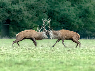 Red Deer