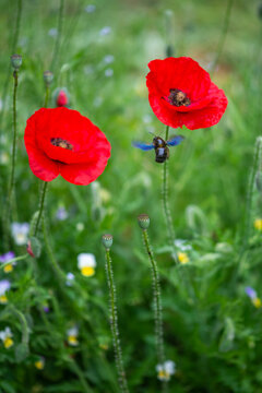red poppy flower and bee